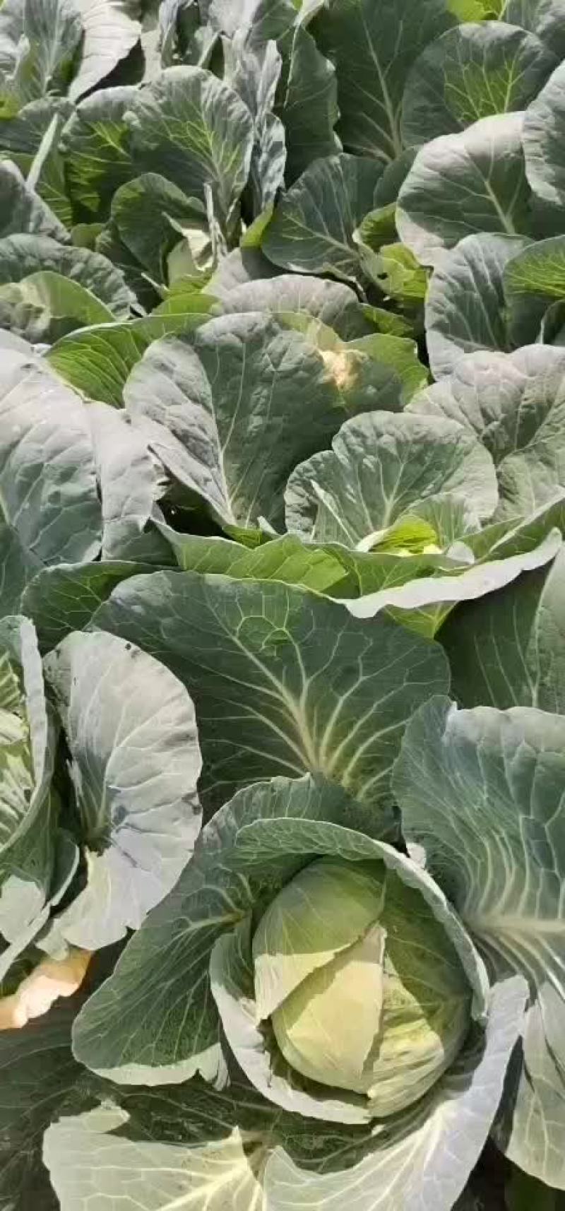 展农蔬菜基地，基地直销，有铁包，平包，
