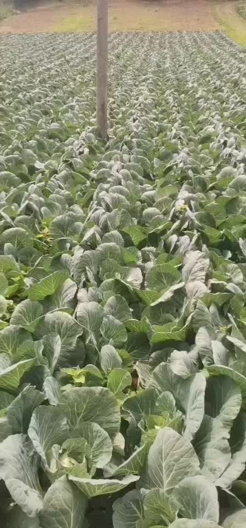 展农蔬菜基地，基地直销，有铁包，平包，