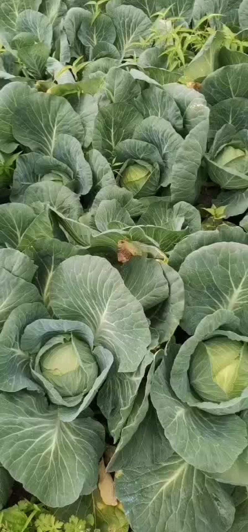 展农蔬菜基地，基地直销，有铁包，平包，