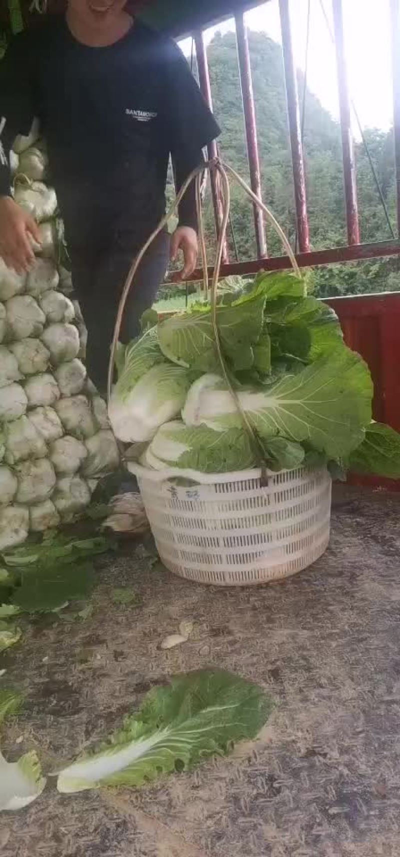 展农蔬菜基地，基地直销，有铁包，平包，