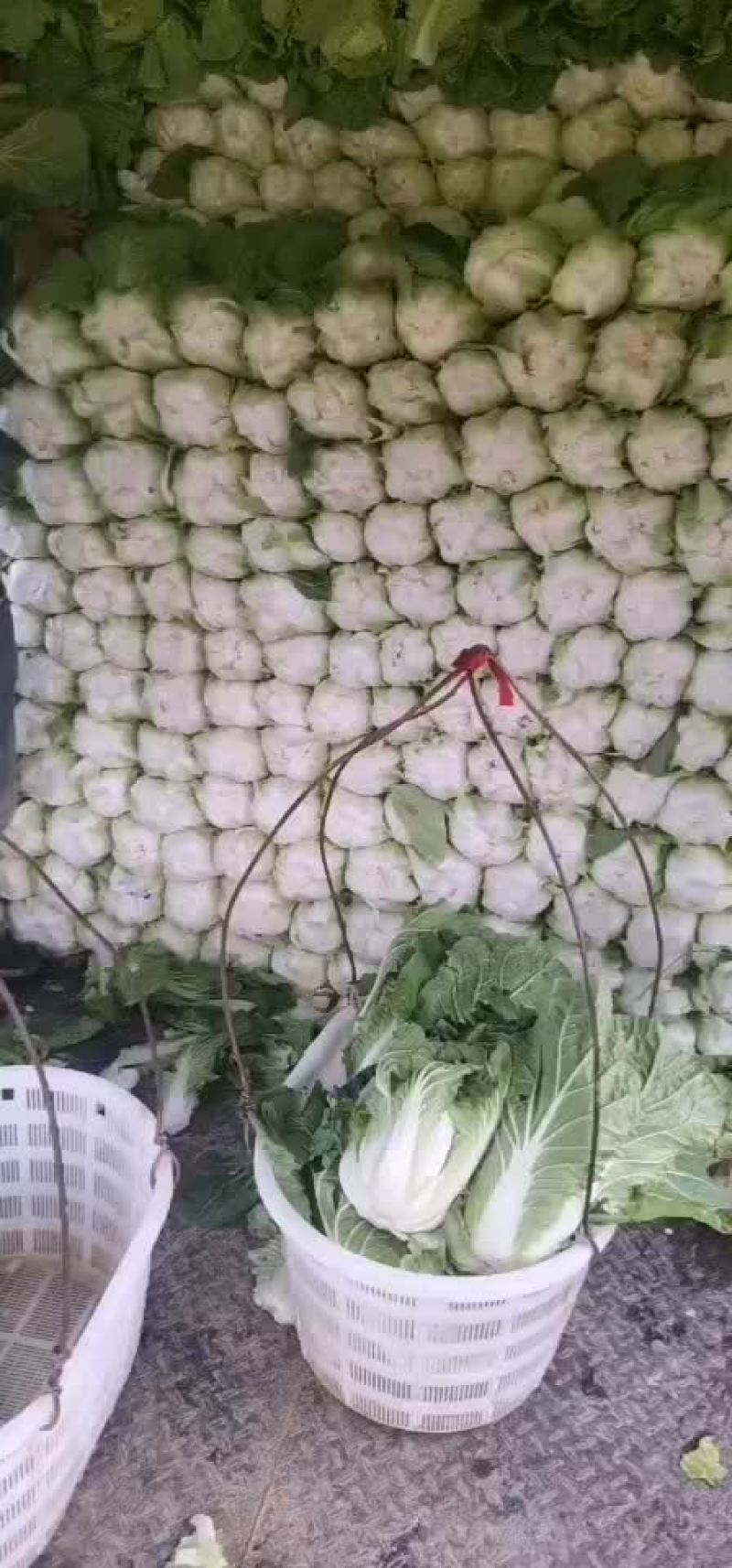 展农蔬菜基地，基地直销，有铁包，平包，