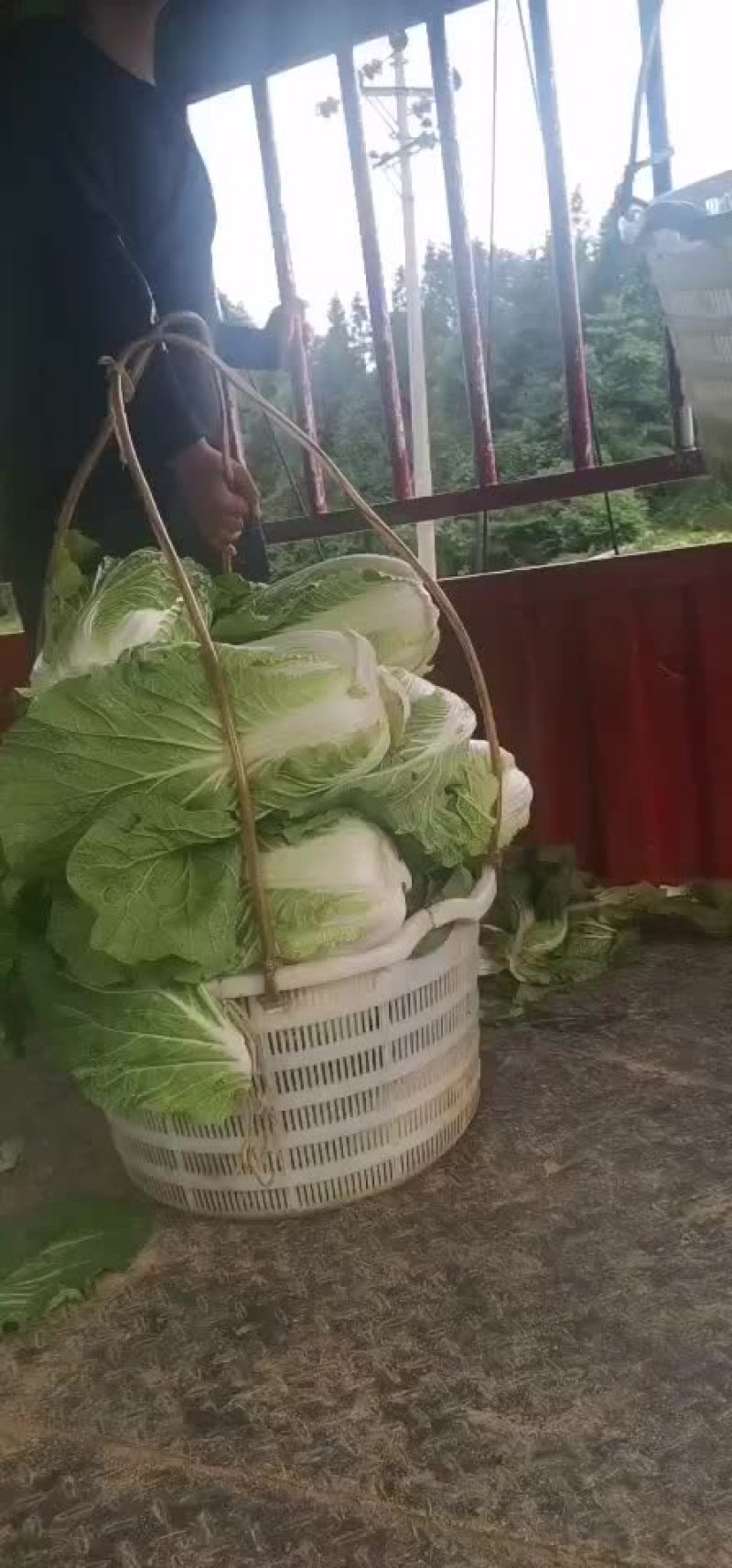 展农蔬菜基地，基地直销，有铁包，平包，