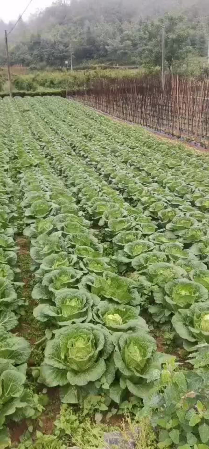 展农蔬菜基地，基地直销，有铁包，平包，