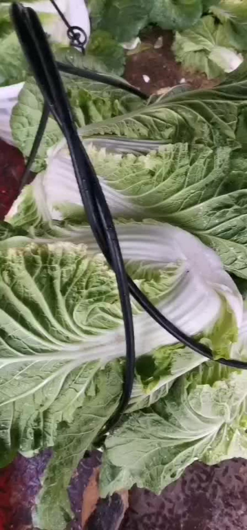 展农蔬菜基地，基地直销，有铁包，平包，