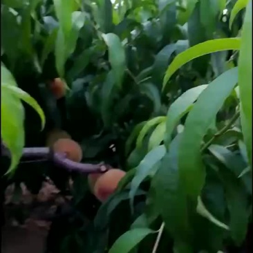 早久宝