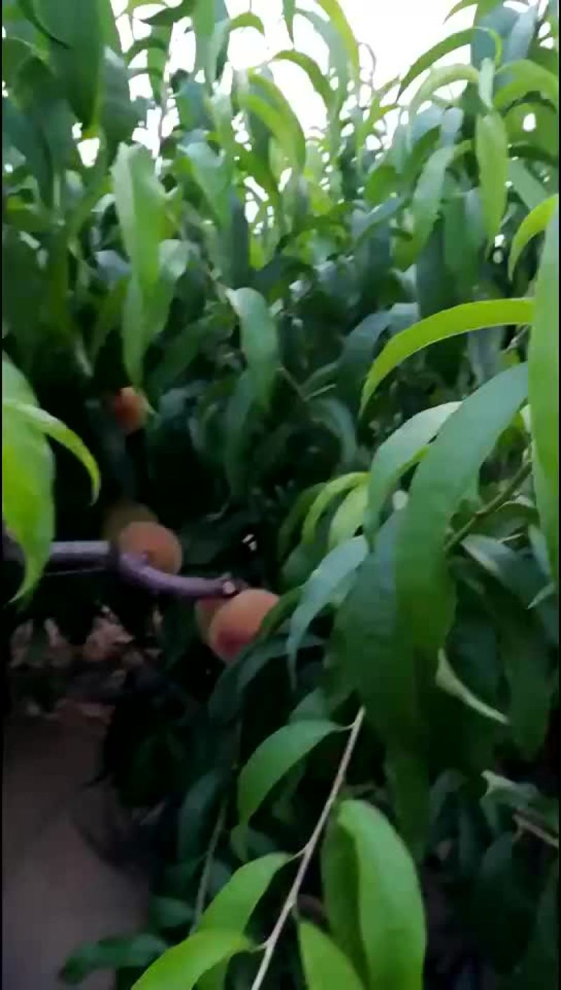 早久宝