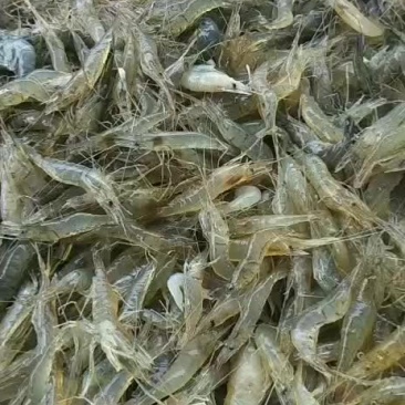 河虾