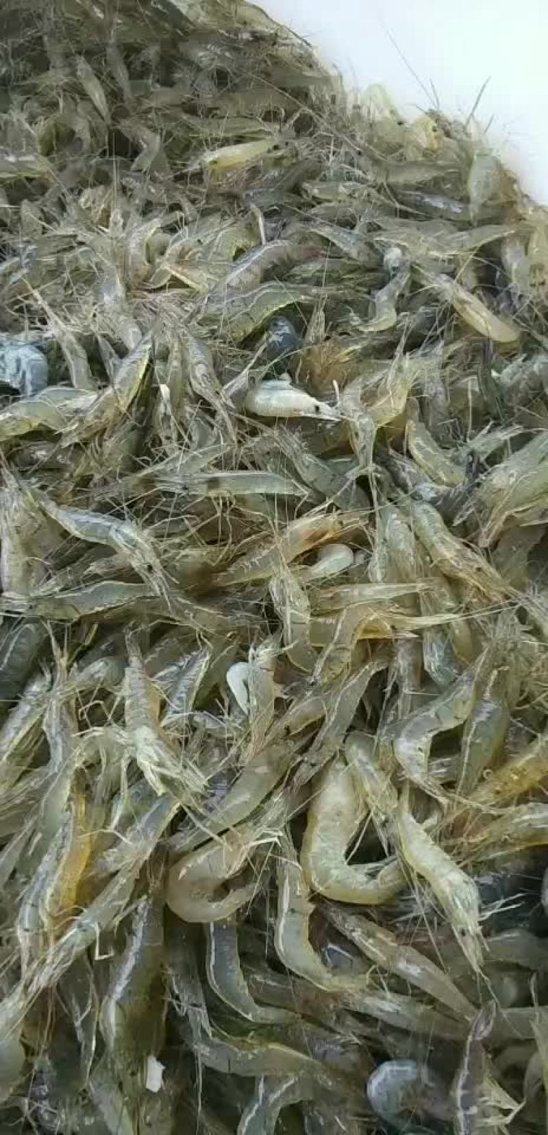 河虾
