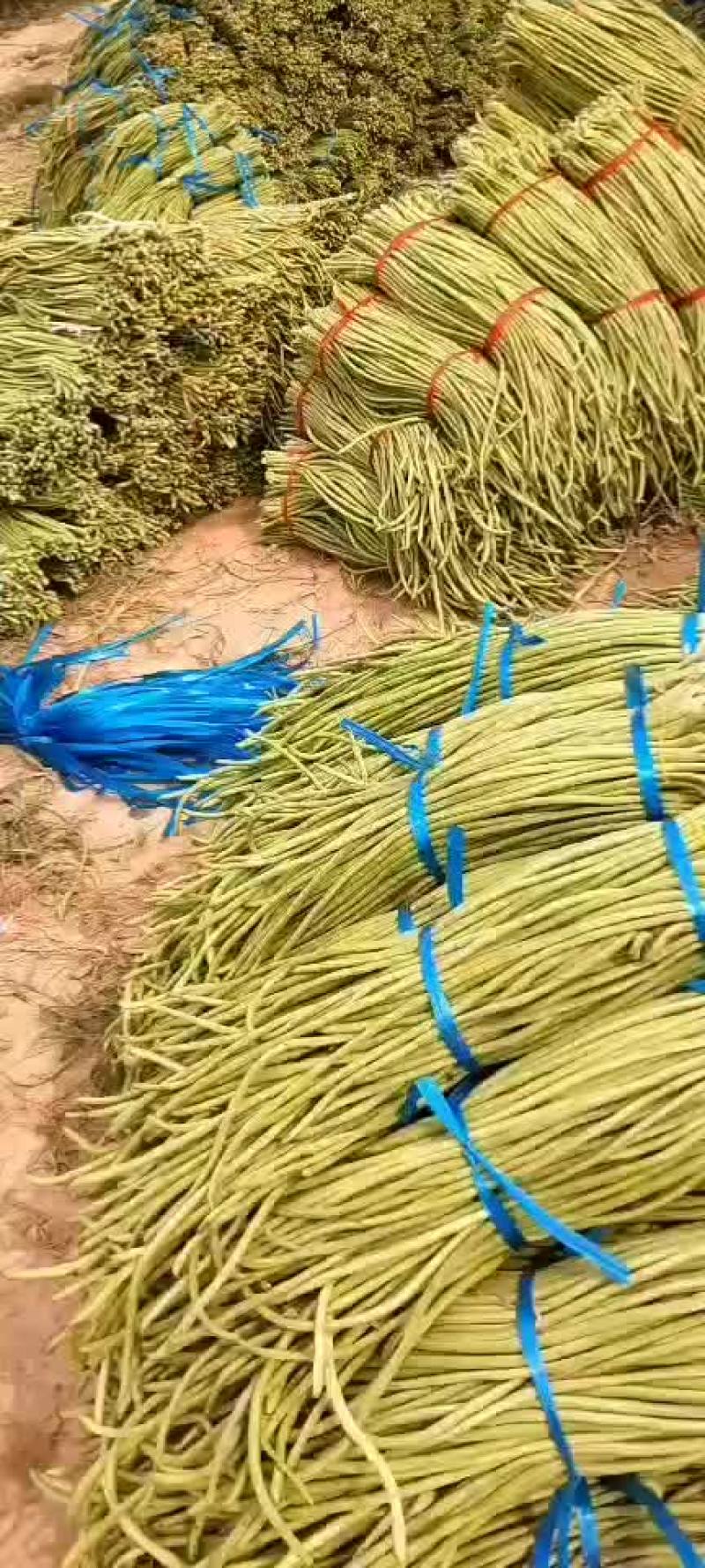 大量供应优质长豆角质量保障，价格合理！