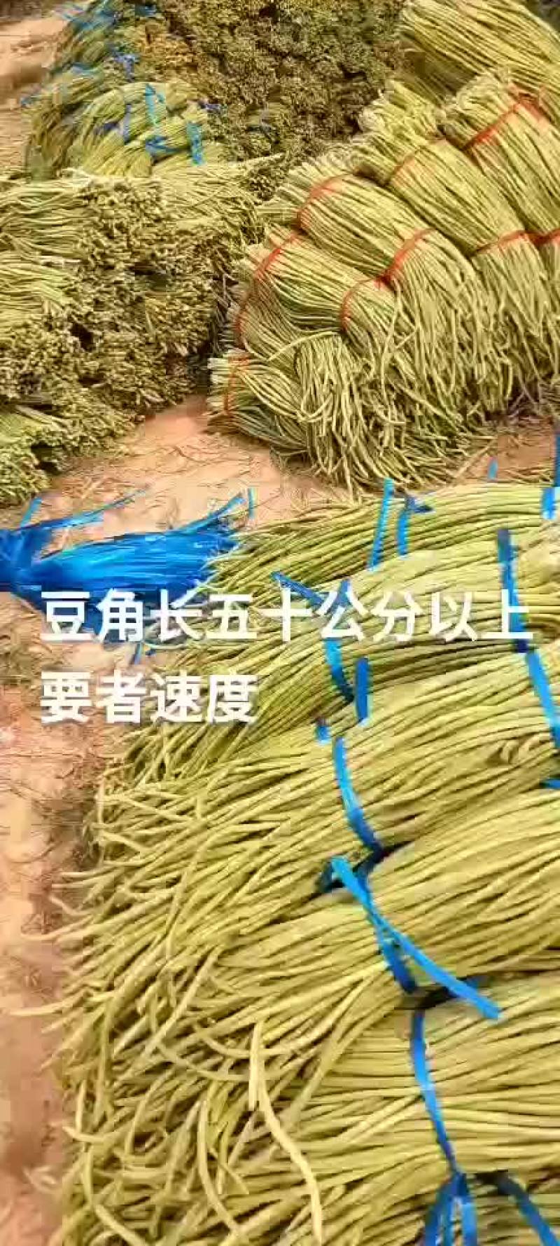 大量供应优质长豆角质量保障，价格合理！