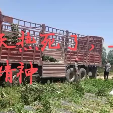 精品莴笋