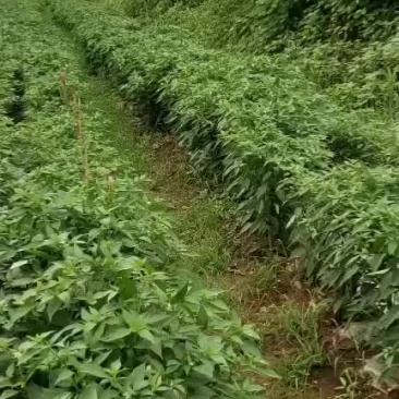 朝天椒