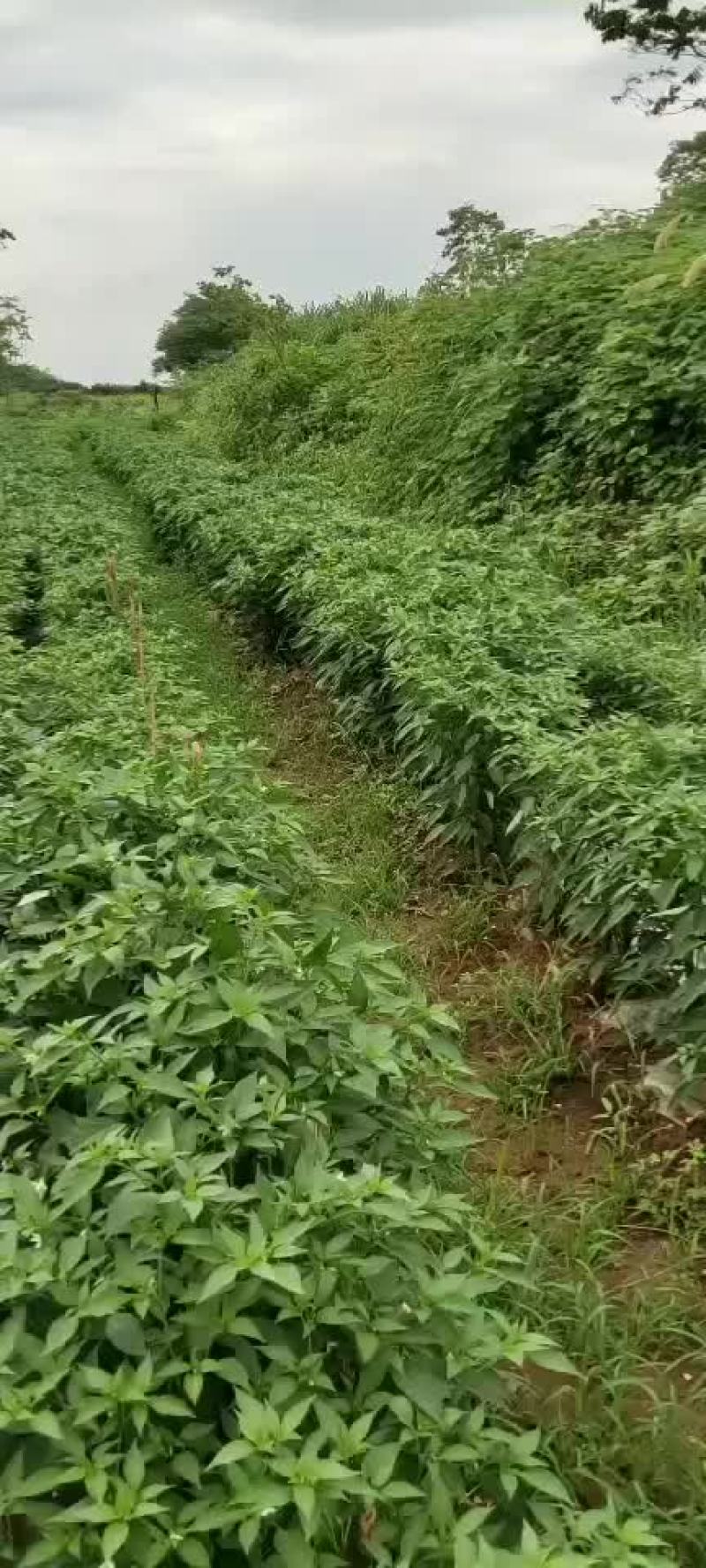 朝天椒