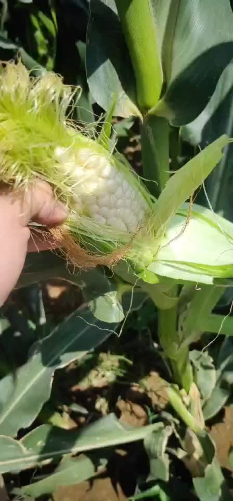 玉米