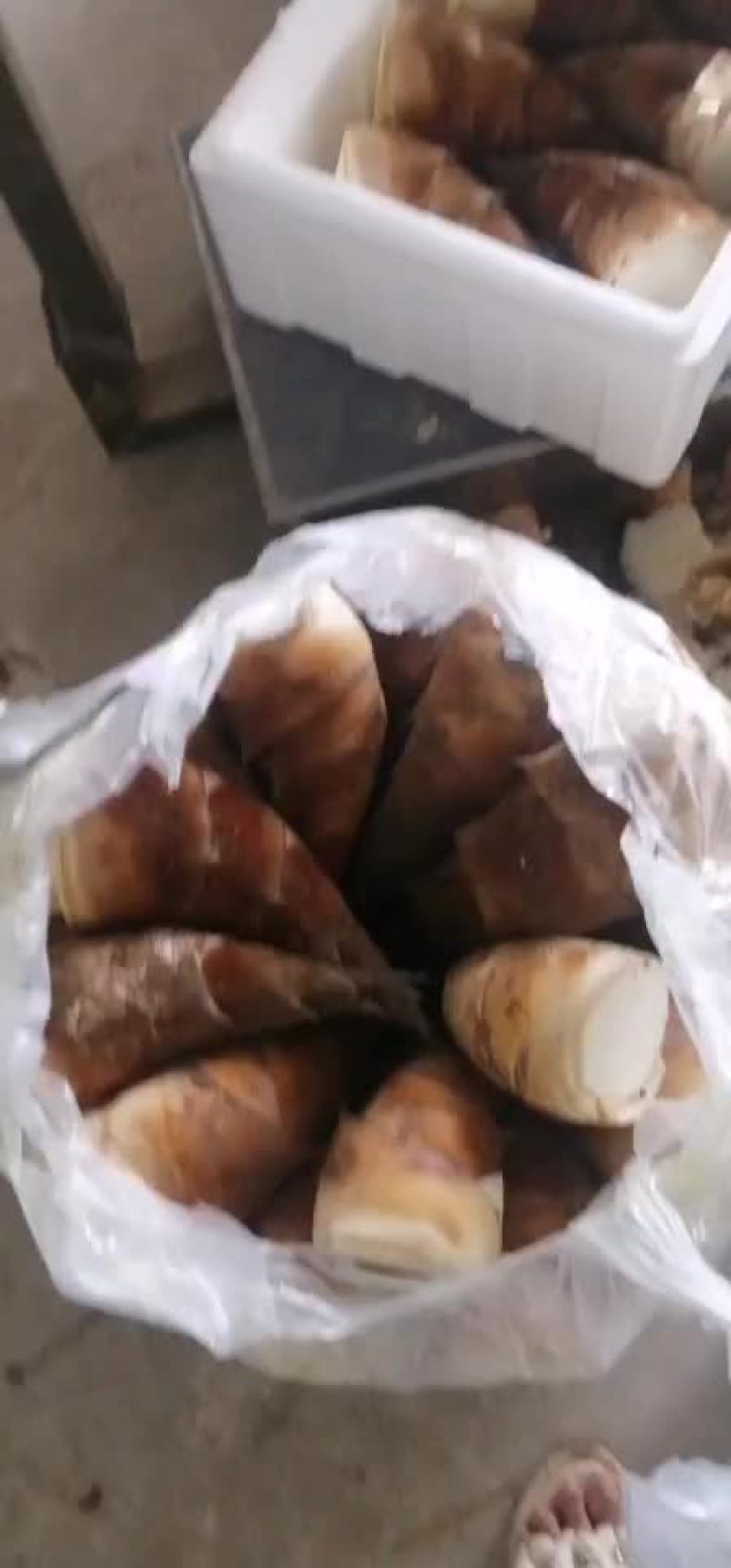 普洱甜笋