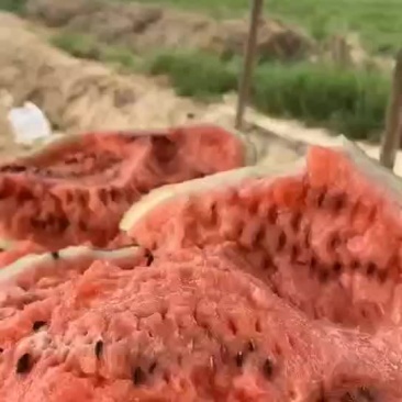 黄河岸边沙土地西瓜