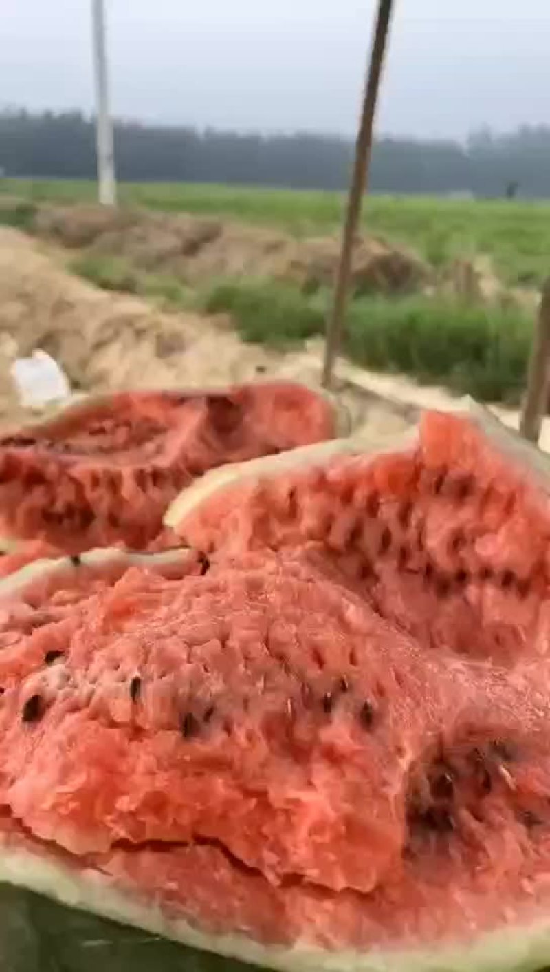 黄河岸边沙土地西瓜