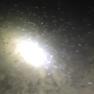 黄颡鱼苗
