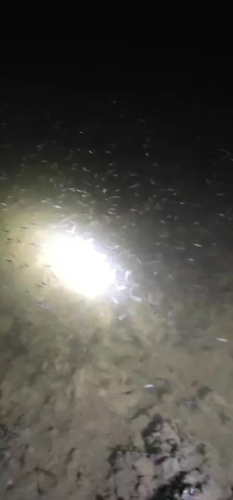黄颡鱼苗