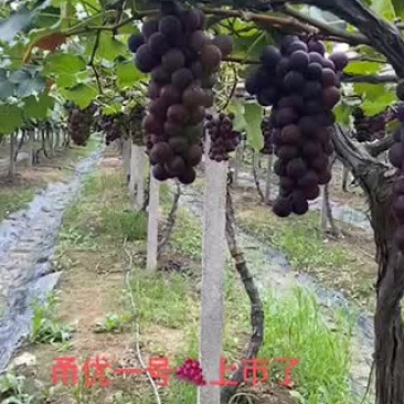 甬优一号