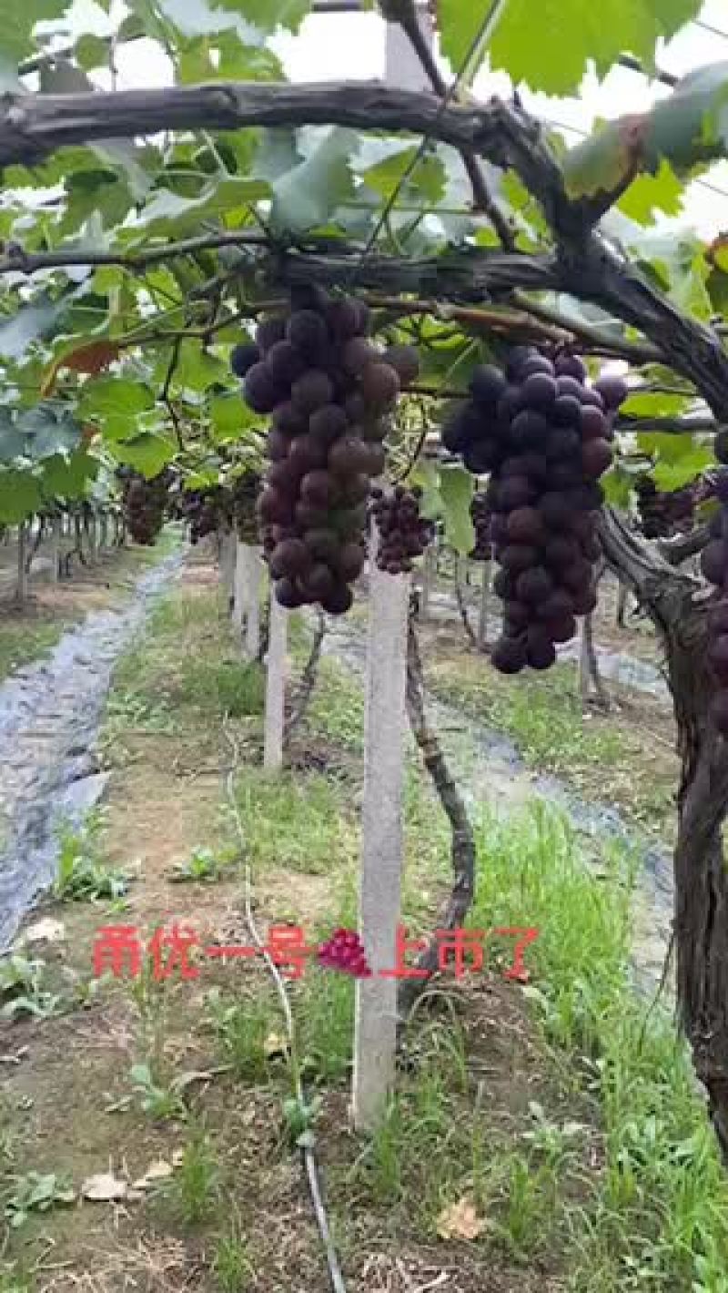 甬优一号