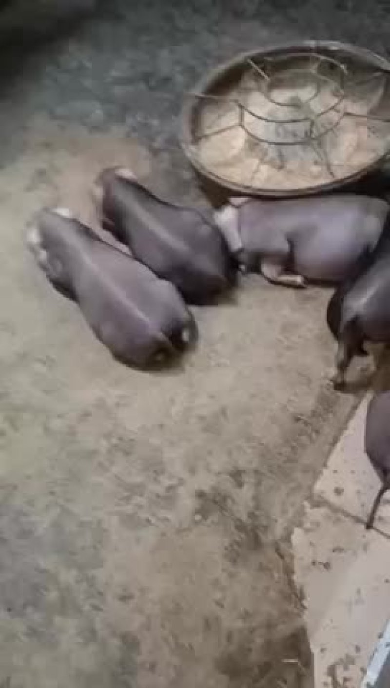 太湖母猪