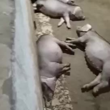 太湖母猪