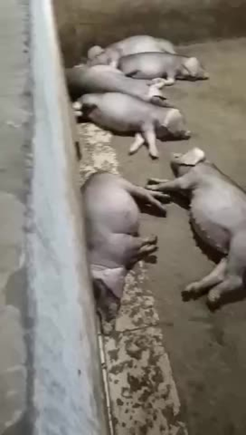 太湖母猪