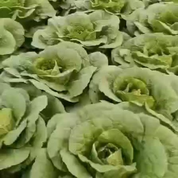 东北黄心大白菜产地直发保质保量有需要的联系我