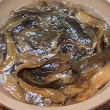 塘角鱼