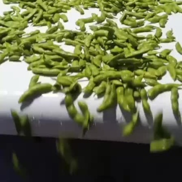徐州毛豆大量上市，欢迎采购