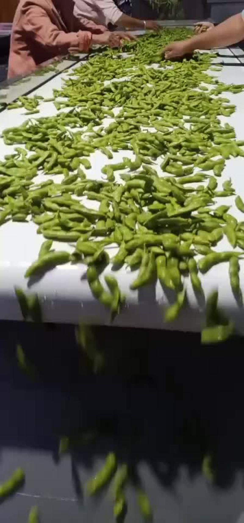 徐州毛豆大量上市，欢迎采购
