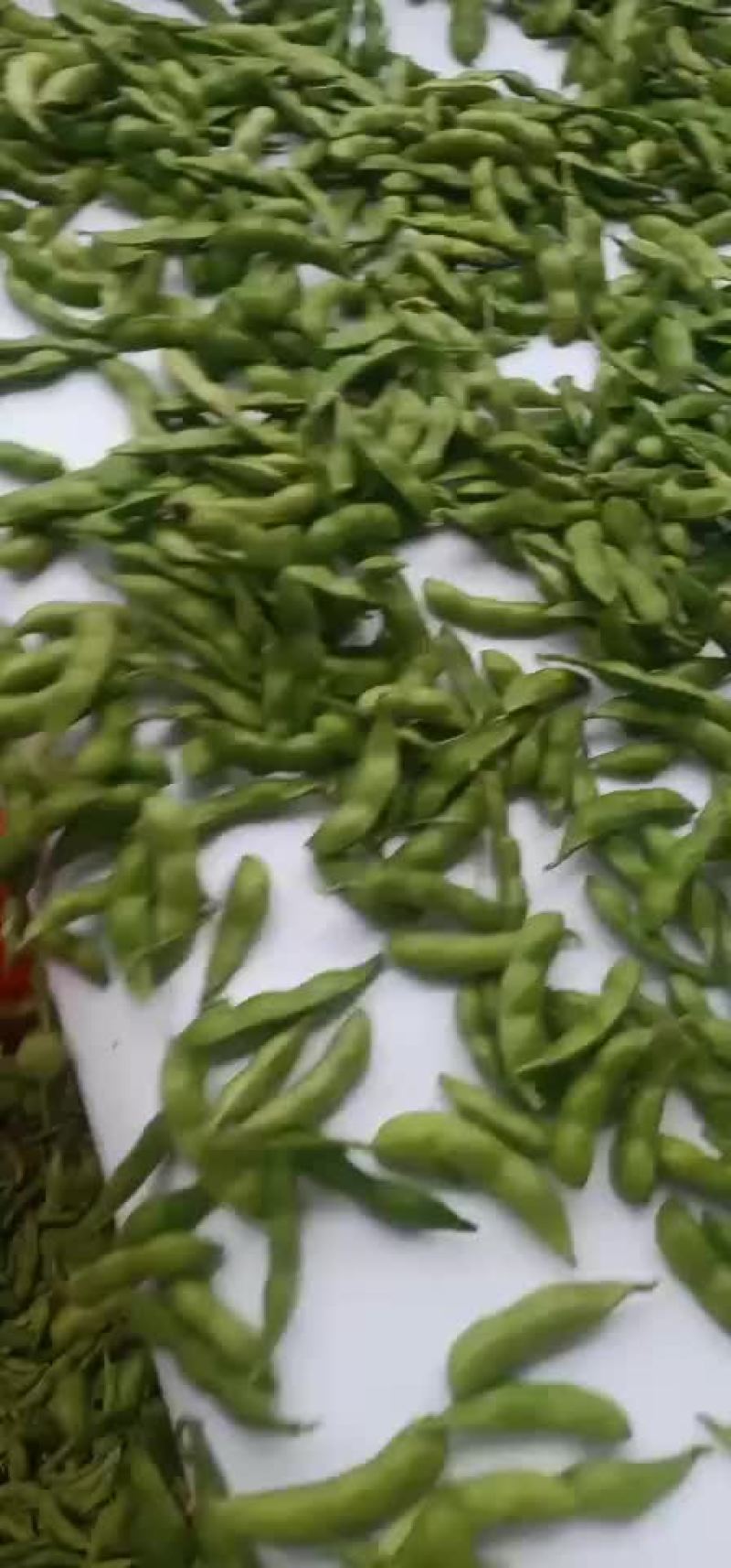 徐州毛豆大量上市，欢迎采购