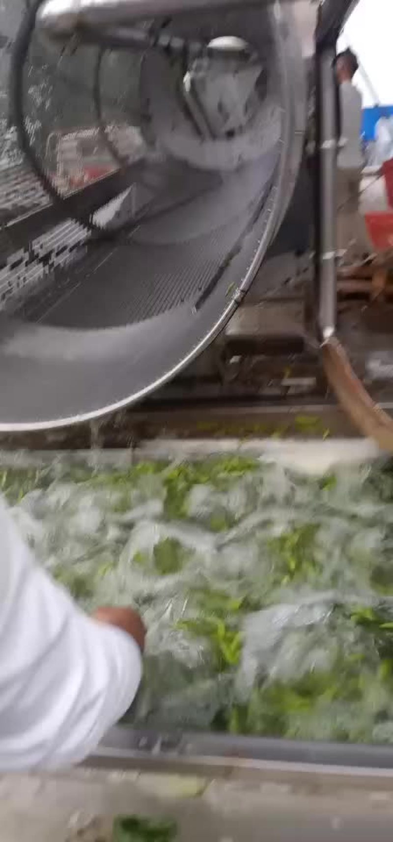 徐州毛豆大量上市，欢迎采购