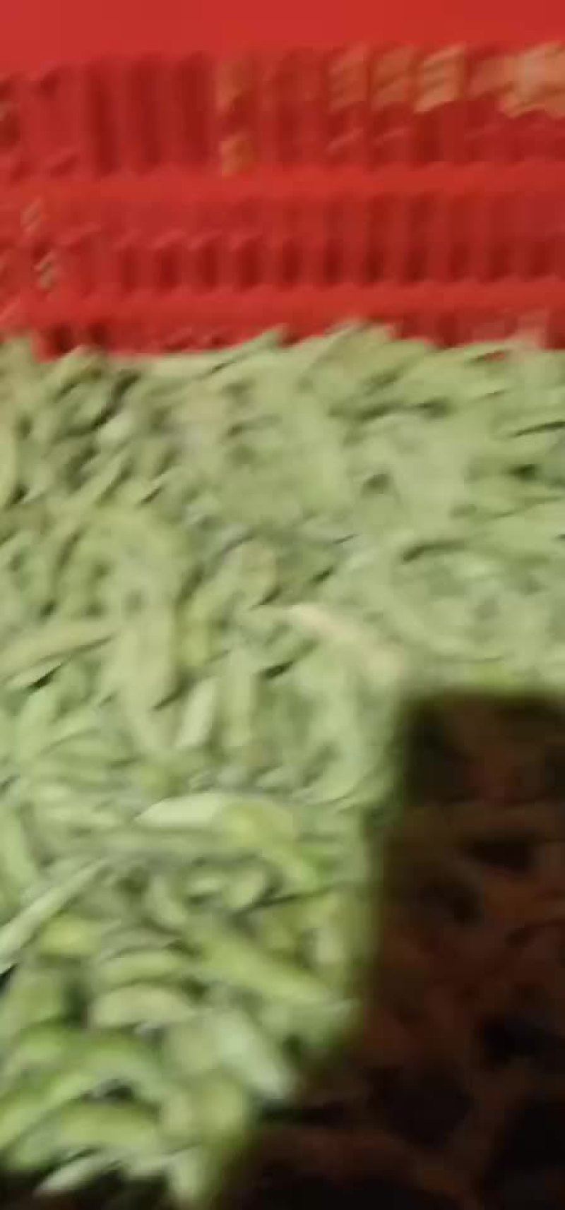 徐州毛豆大量上市，欢迎采购