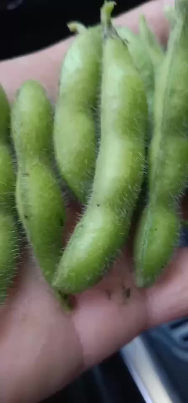 徐州毛豆大量上市，欢迎采购