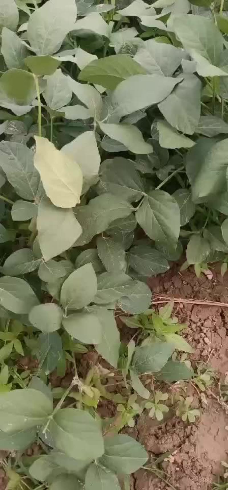 徐州毛豆大量上市，欢迎采购