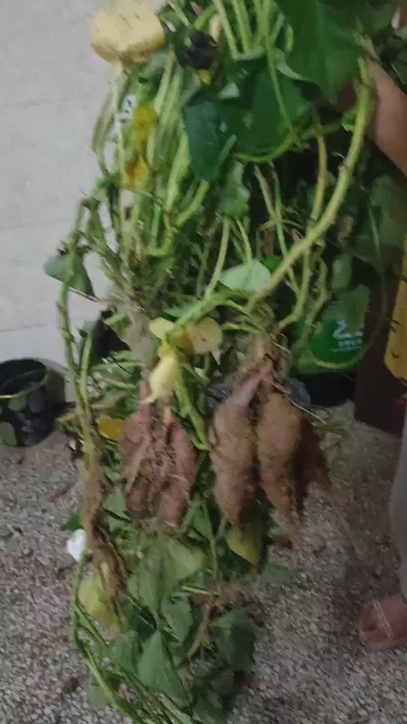迷你小香薯天目同款价格美丽好货欢迎联系