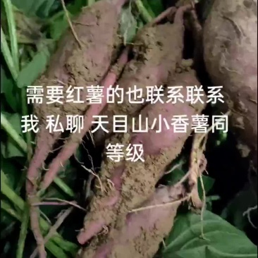 迷你小香薯天目同款价格美丽好货欢迎联系