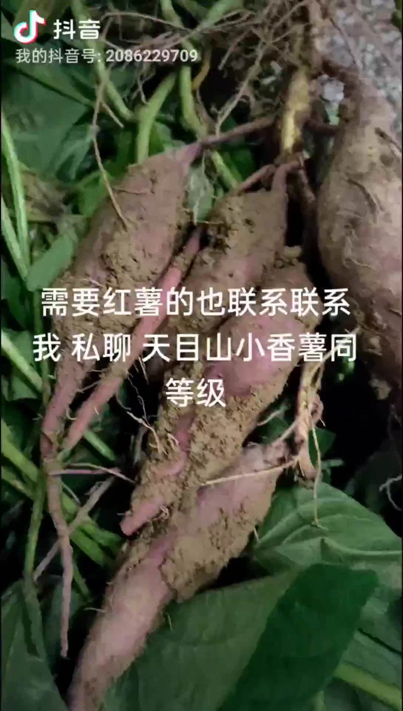 迷你小香薯天目同款价格美丽好货欢迎联系