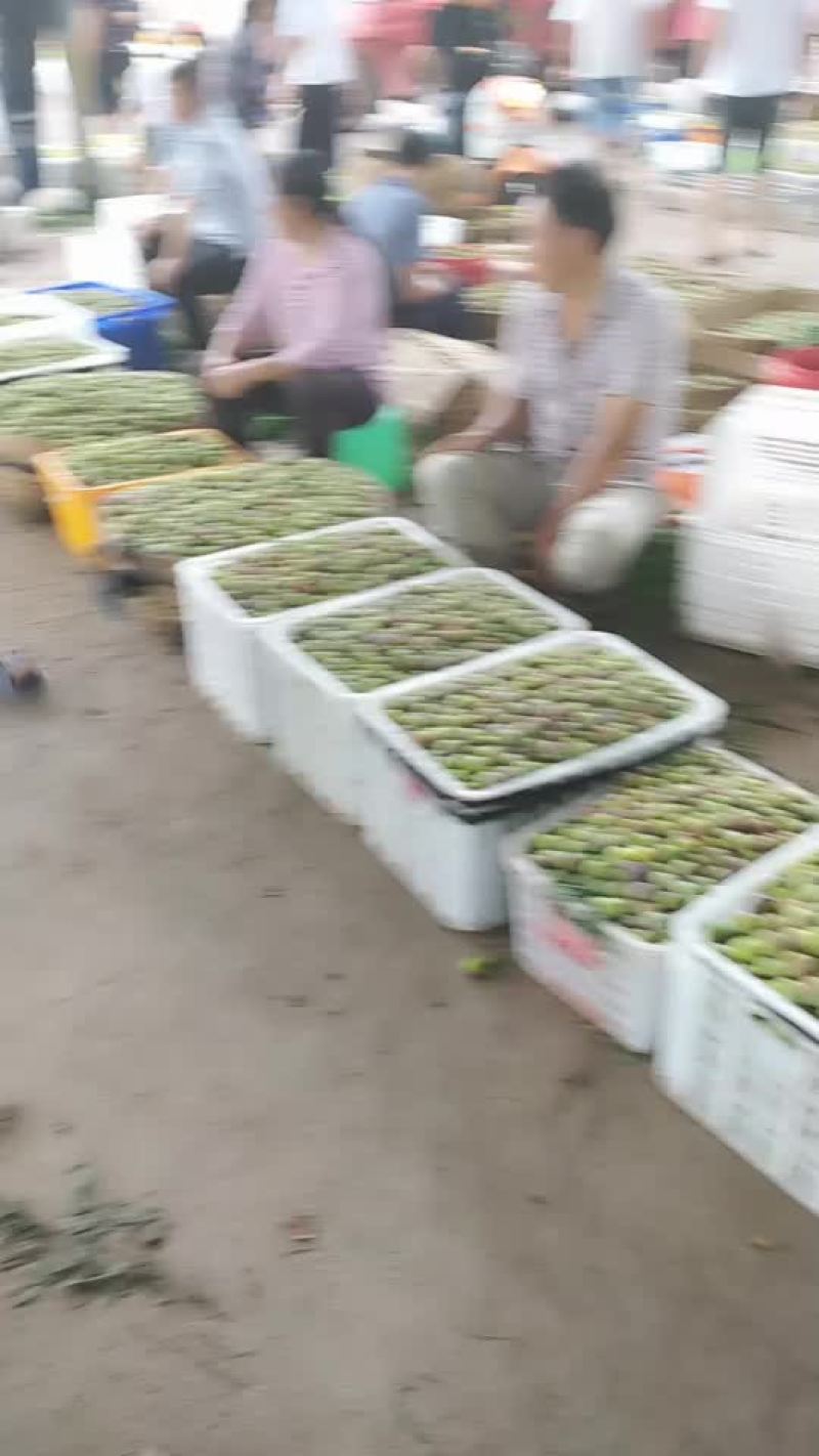 半边红李子
