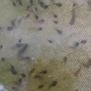 出售牛蛙苗，牛蛙油