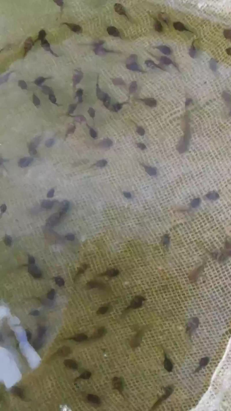 出售牛蛙苗，牛蛙油