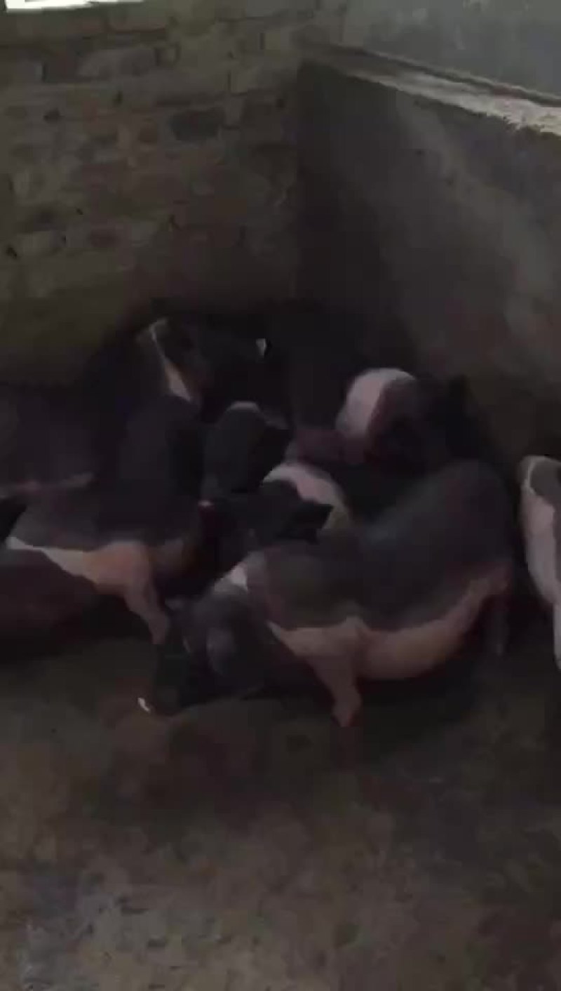 猪