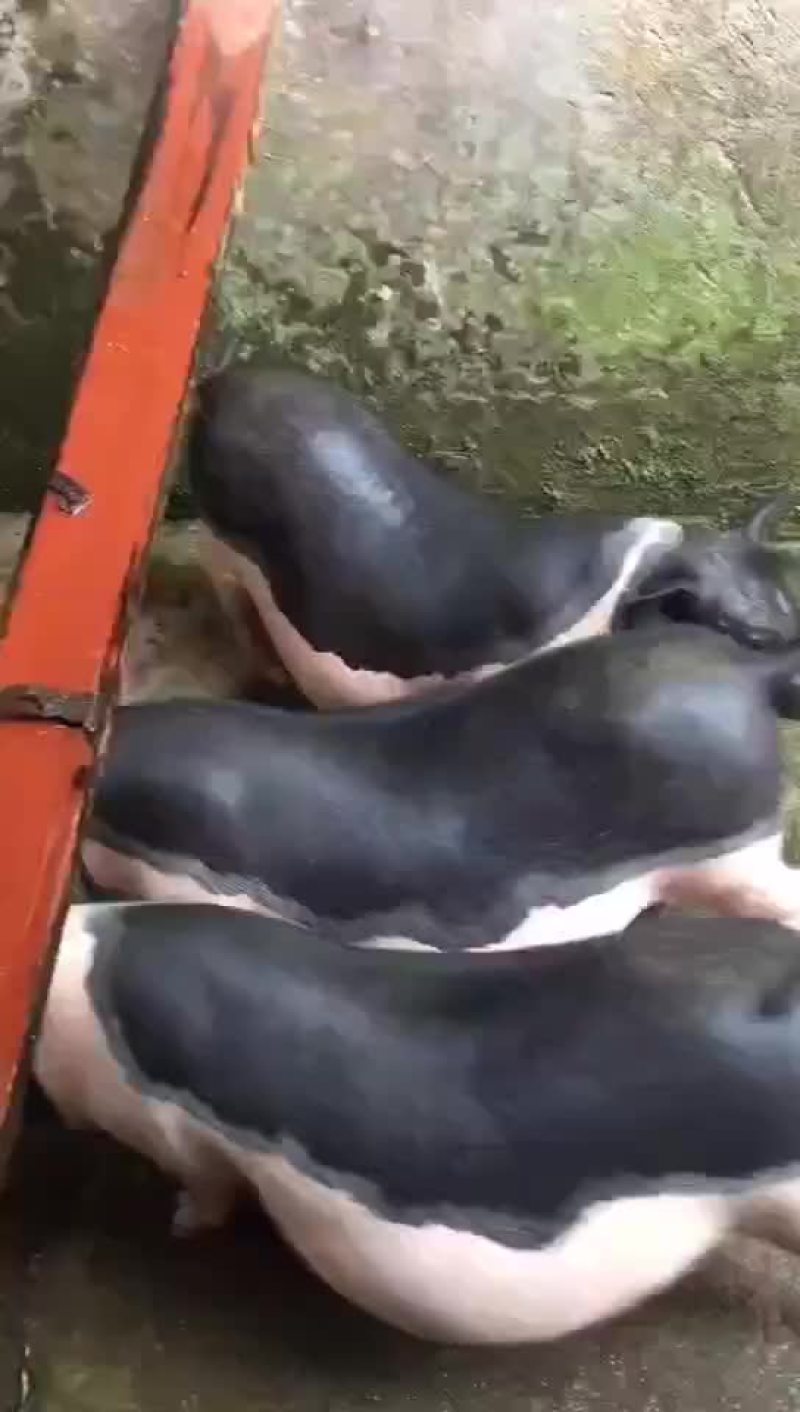 猪