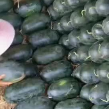 西瓜