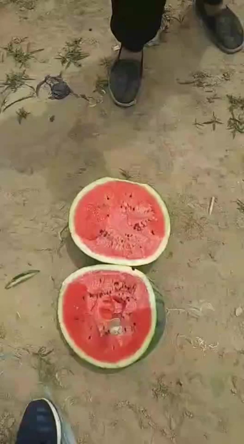 辽宁吉林精品甜王西瓜代发全国产地一条龙服务