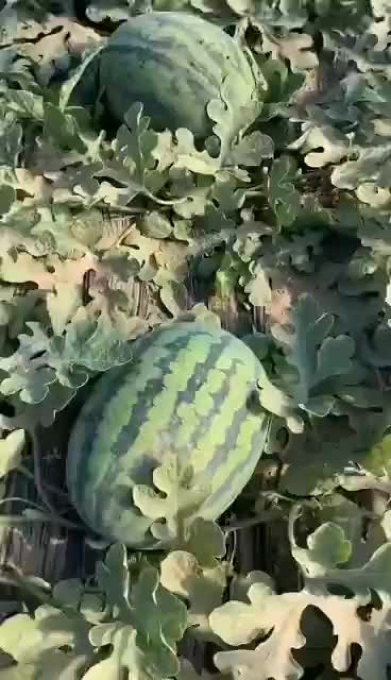 辽宁吉林精品甜王西瓜代发全国产地一条龙服务