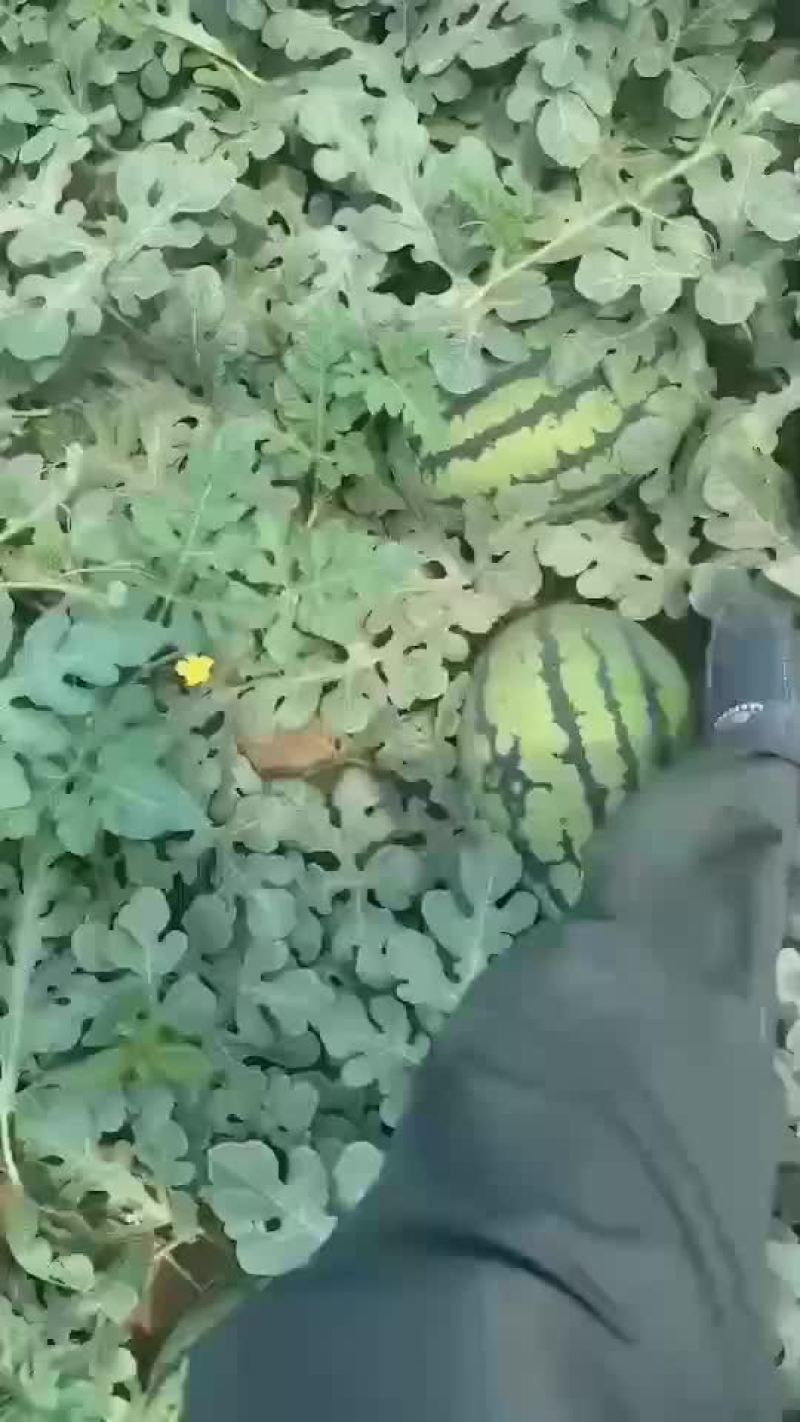 辽宁吉林精品甜王西瓜代发全国产地一条龙服务