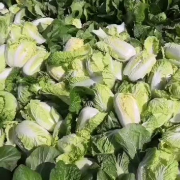 张北娃娃菜大量上市